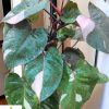 Philodendron Pink Princess (Big) - Image 2