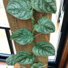 Monstera Dubia