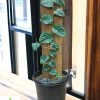 Monstera Dubia