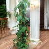 Philodendron Micans