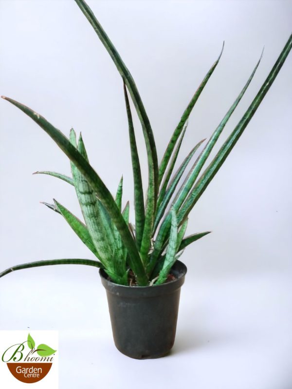 Sansevieria Roxburghiana