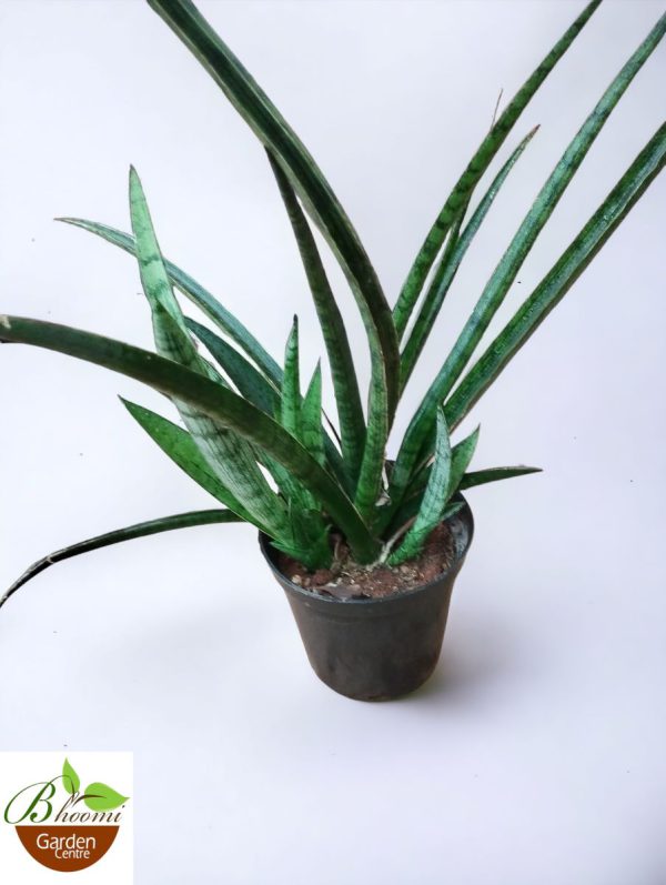 Sansevieria Roxburghiana