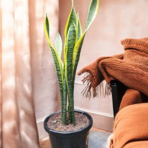 Snake Plant Yellow