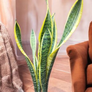 Snake Plant Yellow