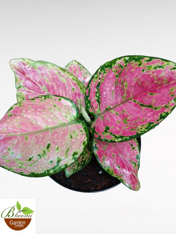 Aglaonema Anjamani