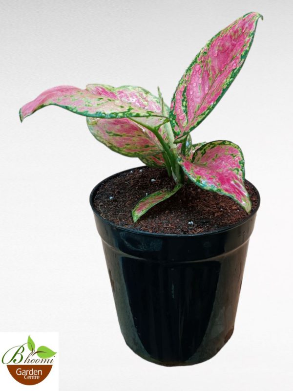 Aglaonema Anjamani