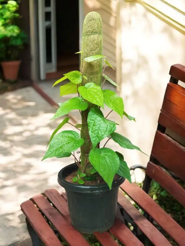 Betel Leaf plant with Moss stick