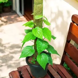 Betel Leaf plant with Moss stick