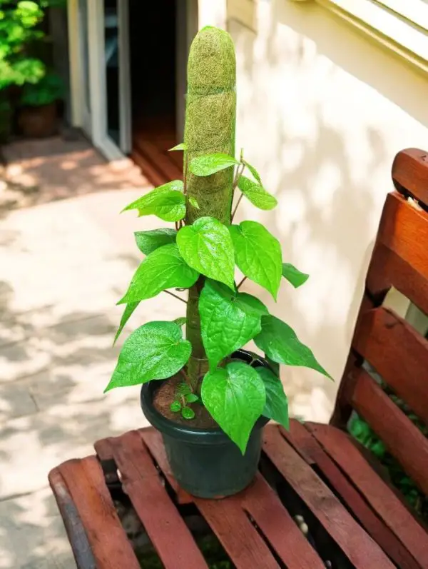 Betel Leaf plant with Moss stick