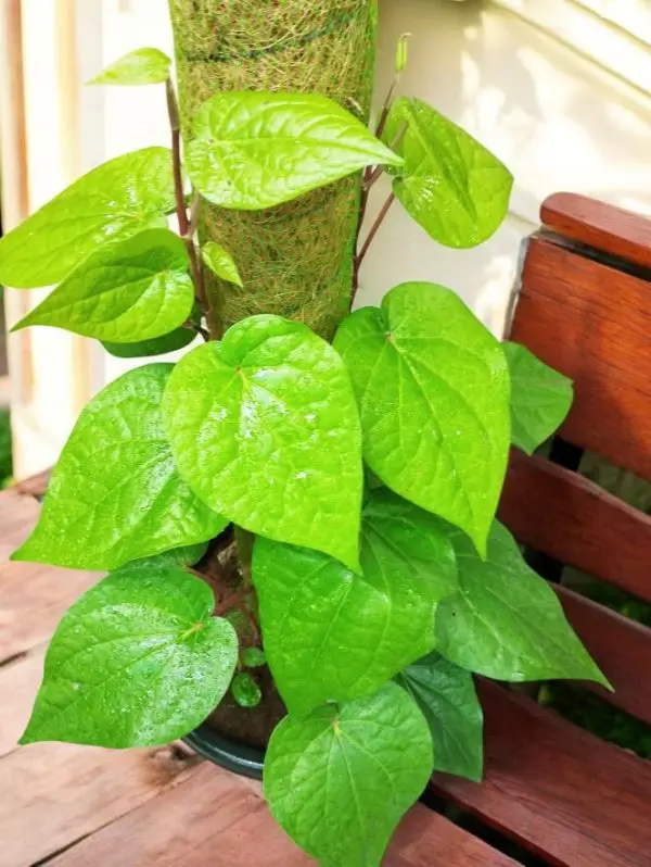 Betel Leaf plant with Moss stick