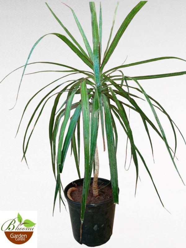 Dracaena Marginata