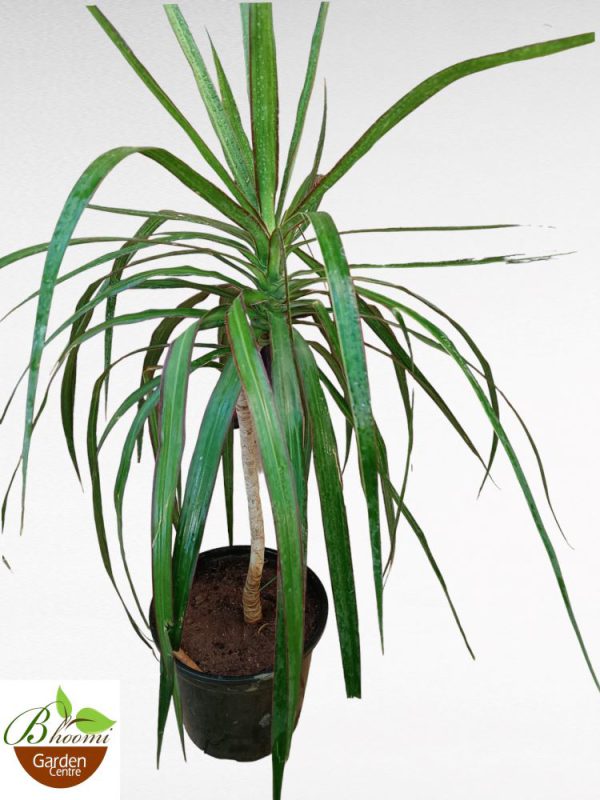 Dracaena Marginata