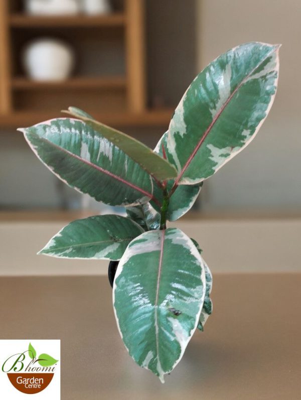 Ficus Elastica Ruby (Rubber Variegated)