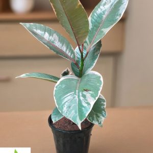 Ficus Elastica Ruby (Rubber Variegated)