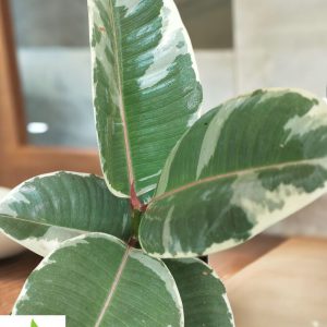 Ficus Elastica Tineke White (Small)