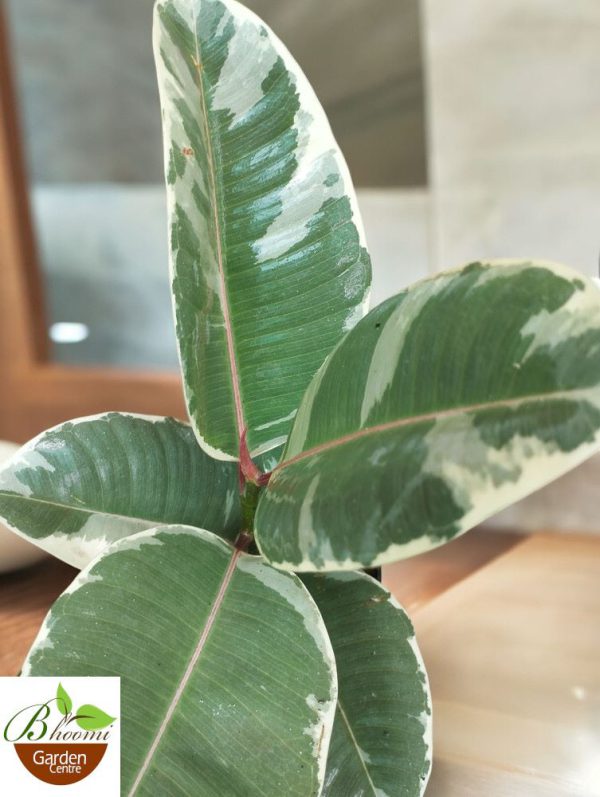 Ficus Elastica Tineke White (Small)