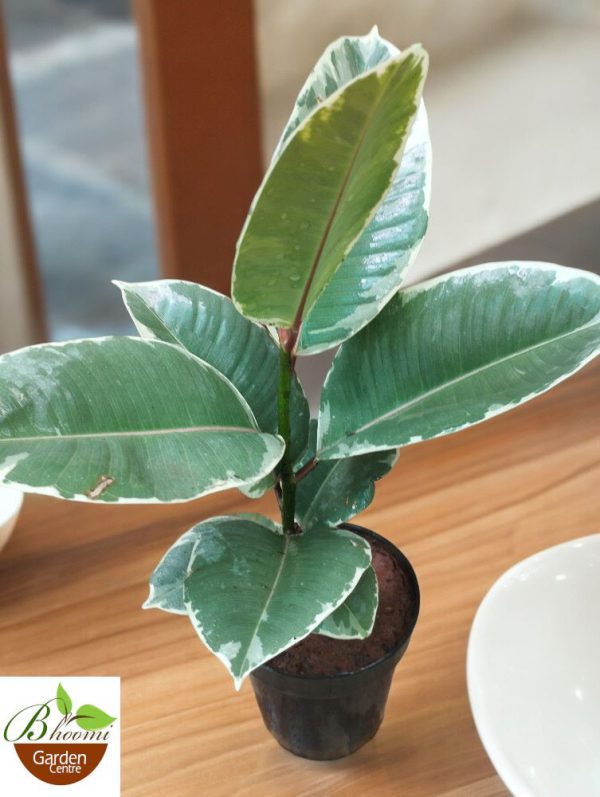 Ficus Elastica Tineke White (Small)