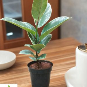 Ficus Elastica Tineke White (Small)