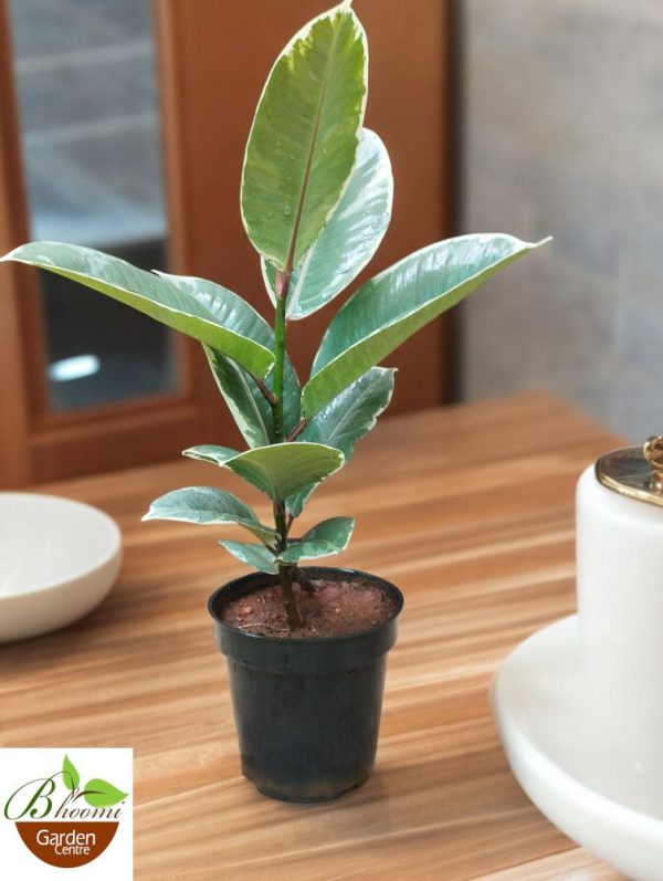 Ficus Elastica Tineke White (Small)