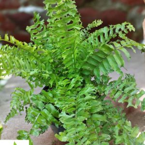 Fishtail Fern