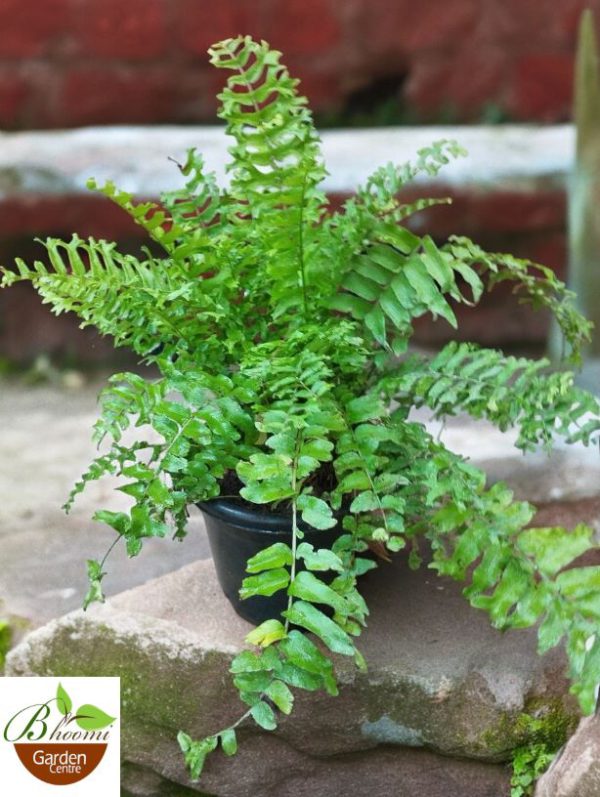 Fishtail Fern