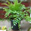 Fishtail Fern