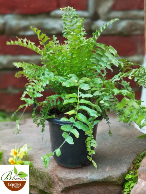 Fishtail Fern