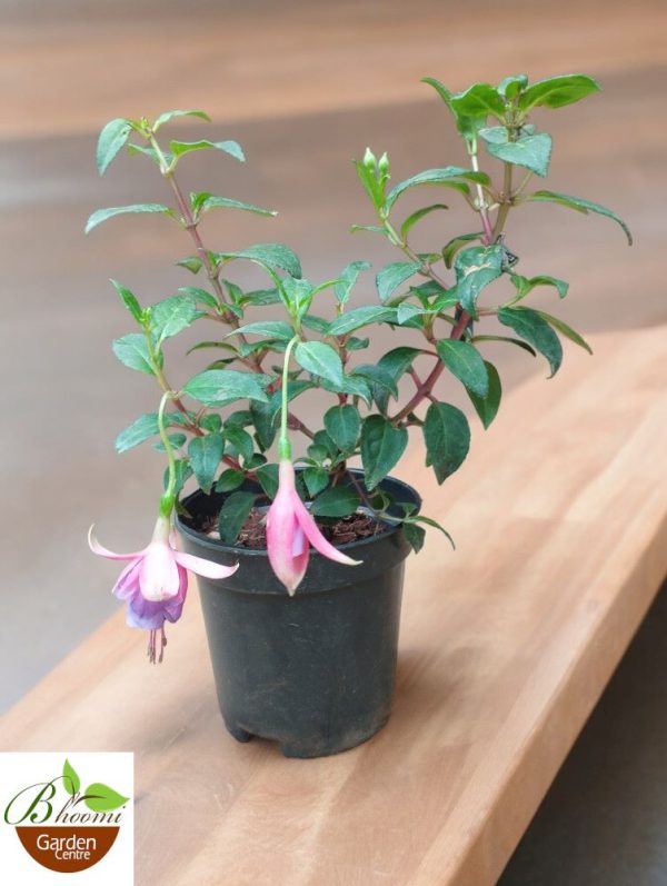 Fuchsia ‘Bella Mariska’