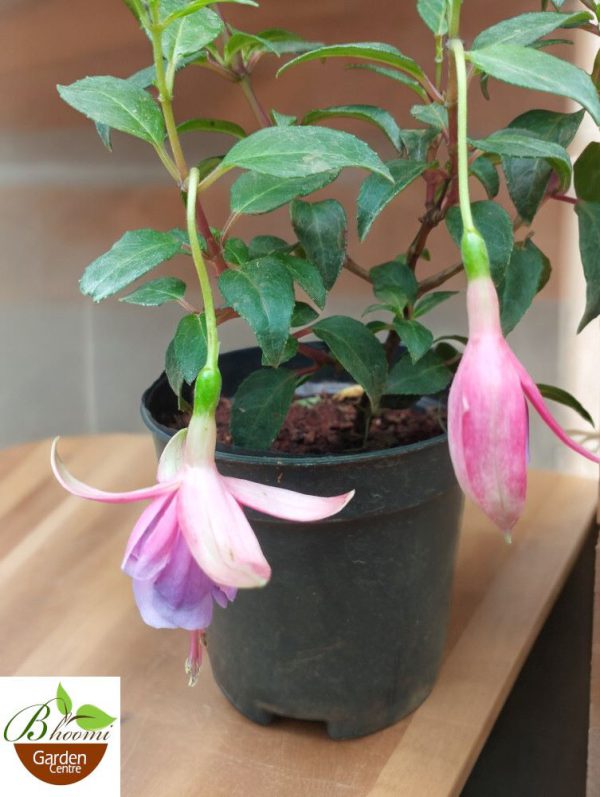 Fuchsia ‘Bella Mariska’