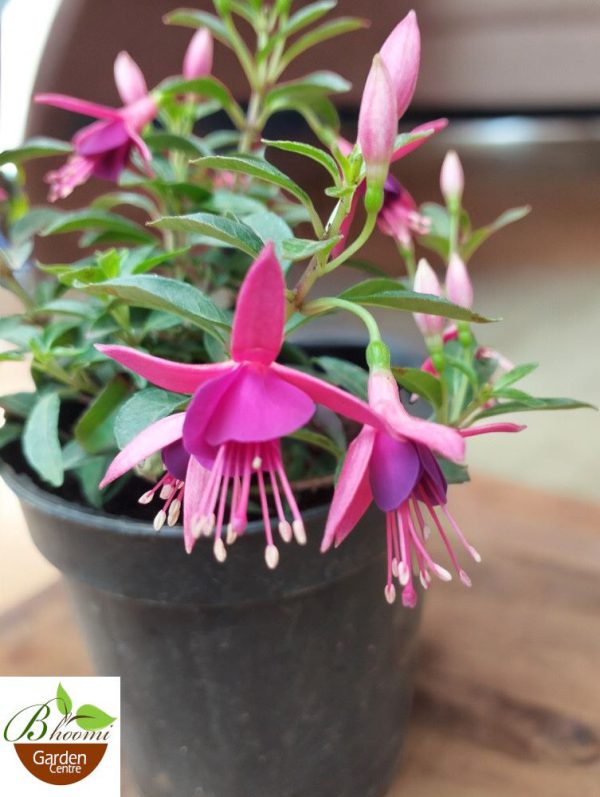 Fuchsia Jollies Nantes