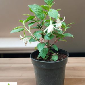 Fuchsia White Diva