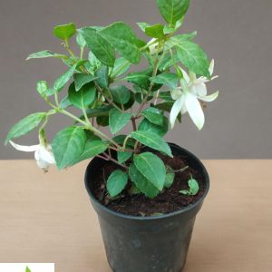 Fuchsia White Diva