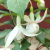 Fuchsia White Diva