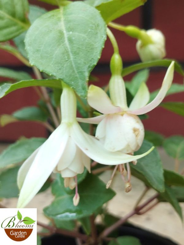 Fuchsia White Diva