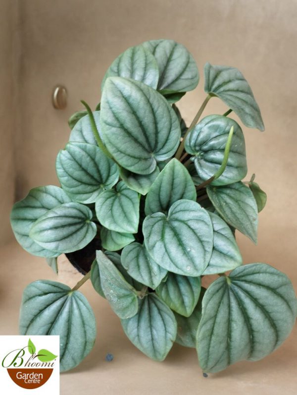 Peperomia Caperata Moonlight