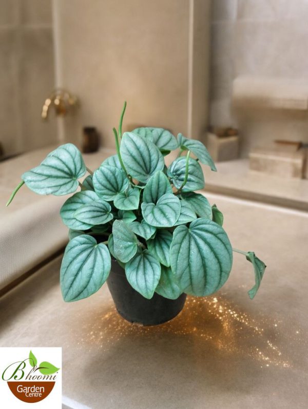 Peperomia Caperata Moonlight