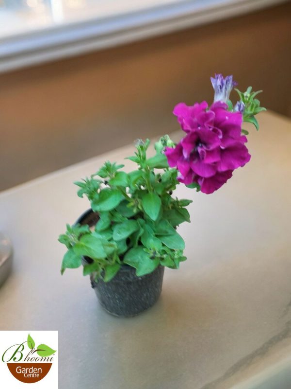 Petunia