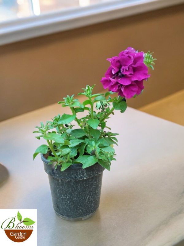 Petunia