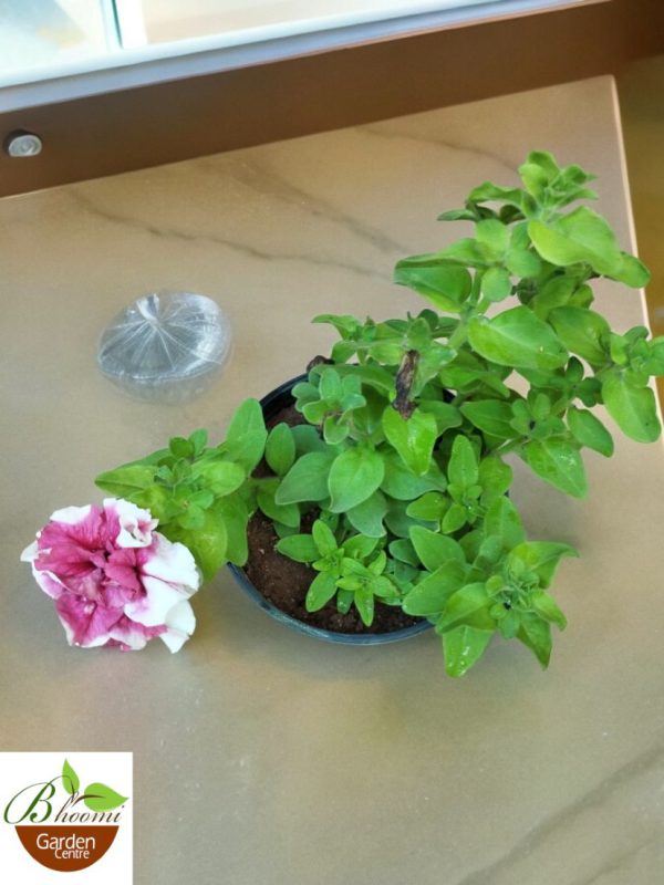 Petunia