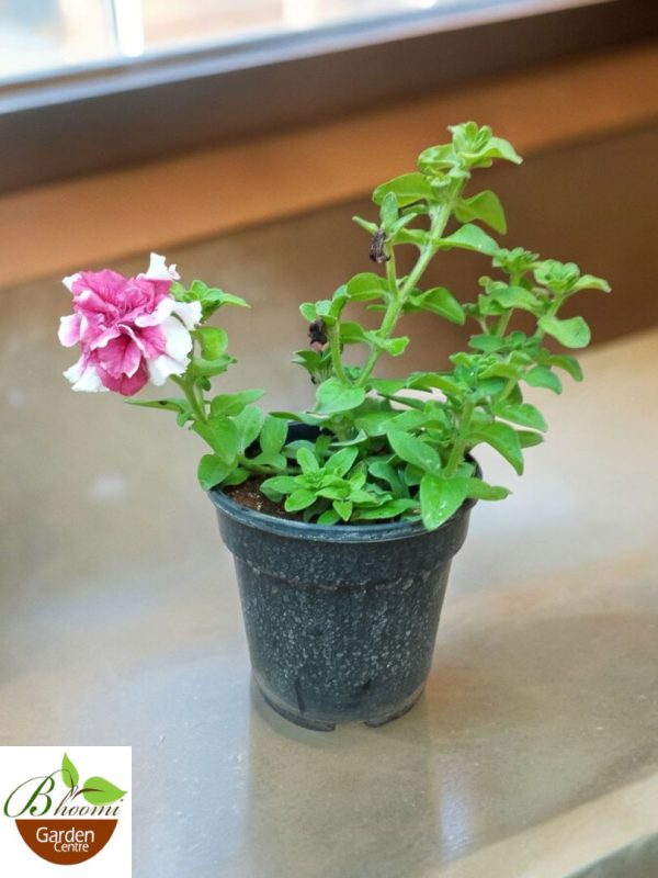 Petunia