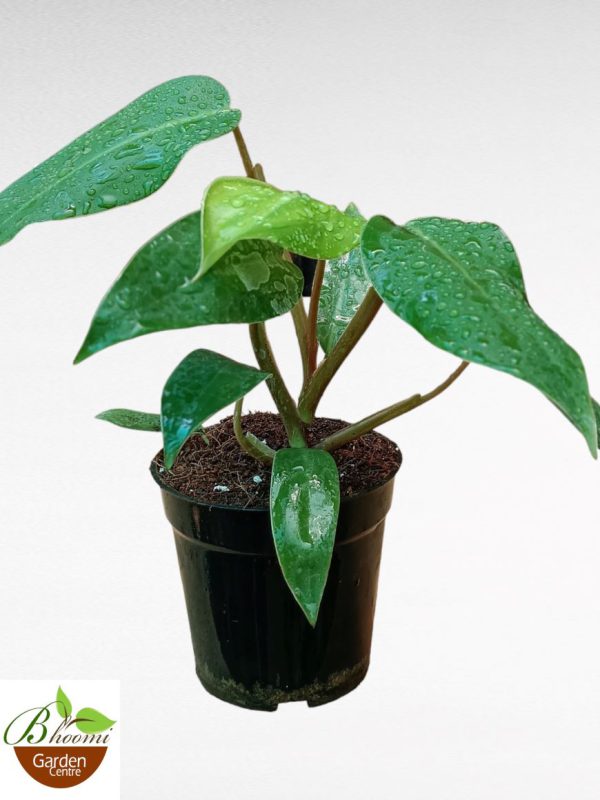 Philodendron Imperial Green