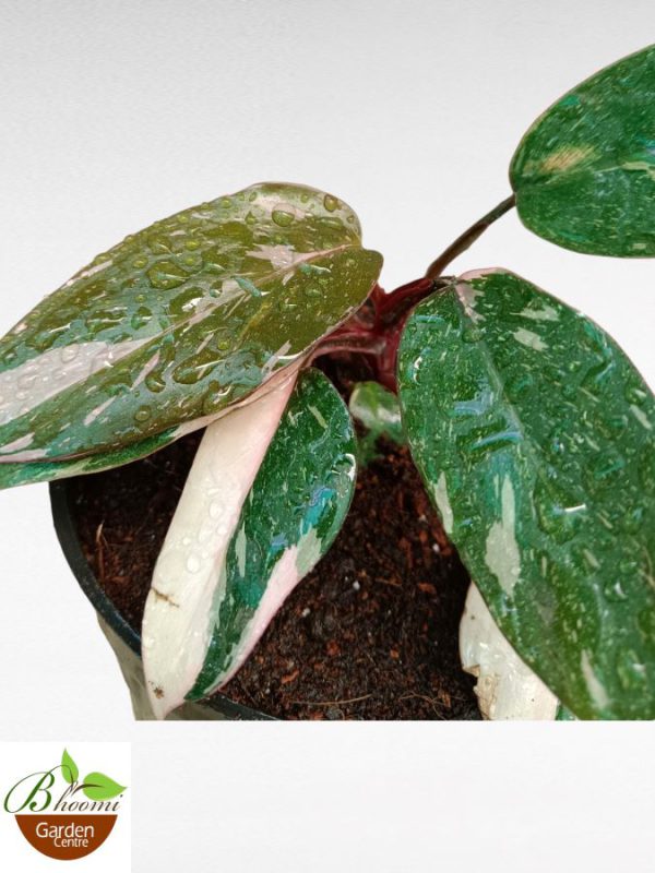 Philodendron Pink Princess Mini