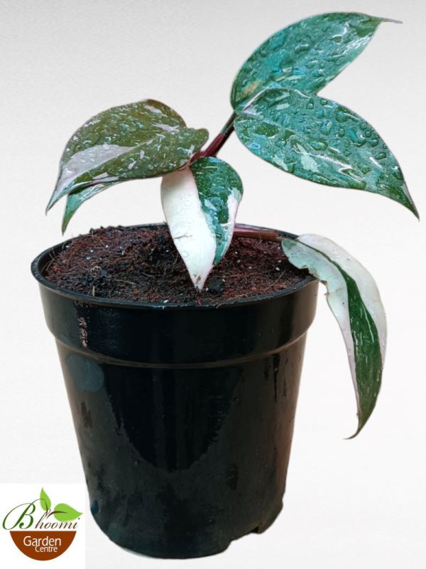 Philodendron Pink Princess Mini