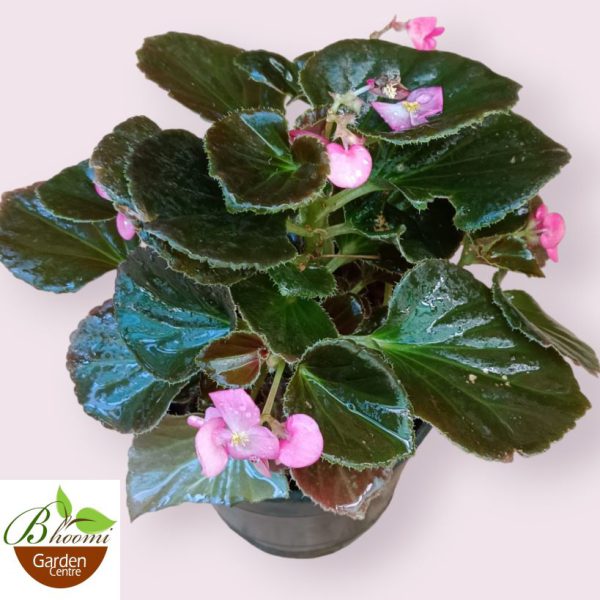 Wax Begonia Pink