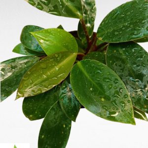 Philodendron Ceylon Green Mini