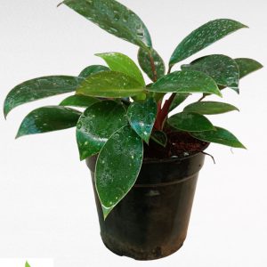 Philodendron Ceylon Green