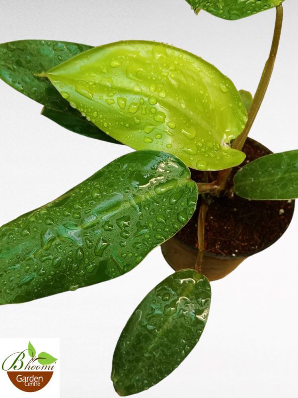 Philodendron Congo Mini