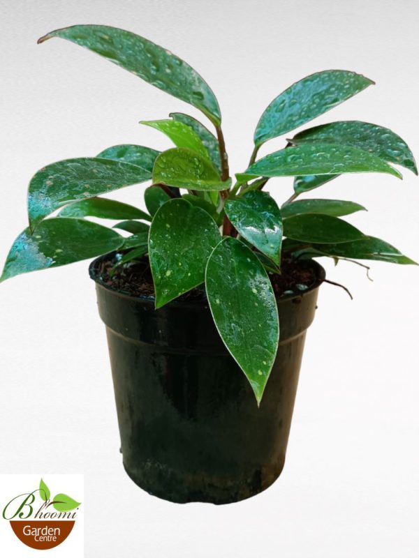 Philodendron Congo Mini