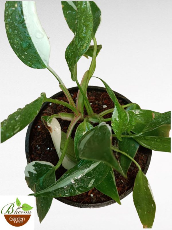 Philodendron White Knight Variegated