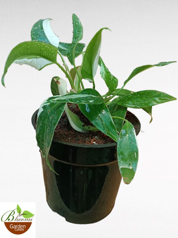 Philodendron White Knight Variegated